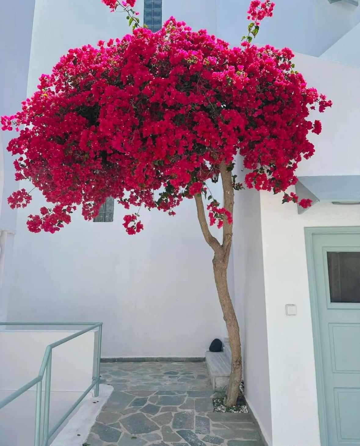 Lefkothea Hotel Kamári المظهر الخارجي الصورة